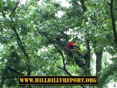 Alan Banks - A Kentucky Tree Climber