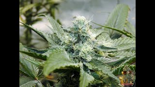 Sea Of Green Grow Journal Day 35