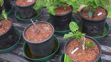 My Best Producing Fig Tree | Loaded with Breba Figs