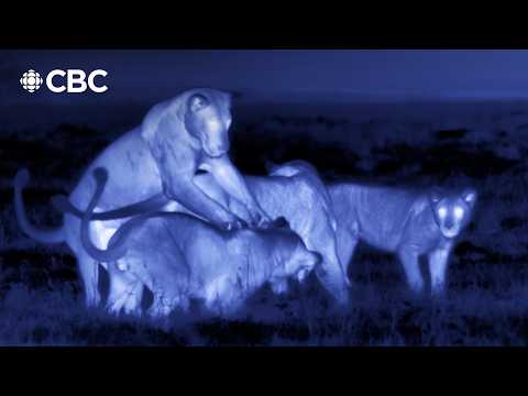 What lions and hyenas do at night