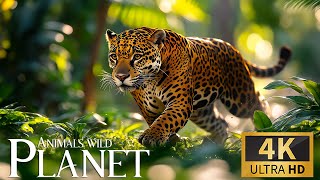 Animals Planet 4K  🐾 Discovery Relaxation Film with Peaceful Relaxing Music &amp; Nature Real Sound