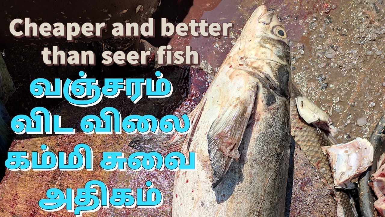 கடல் விரால் | Cobia cleaning video | வஞ்சரம் விட சுவை அதிகம் விலை குறைவு | Tastier than seer fish