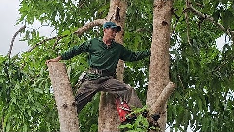 Cưa  cây  xoài  siêu  to  siêu  nhánh, Gần  nhà  ,Gần  dây điện  .Cưa  cây  kỷ thuật cao