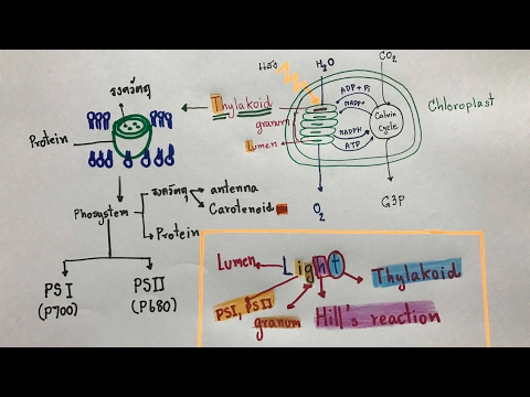 เทคนิคการจำปฏิกิริยาแสง เข้าใจแจ่มแจ้งแน่นอน