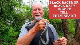 How to ID a Black Racer vs Black Rat Snake. What is the difference?