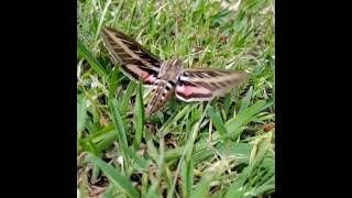 White-lined Sphinx moth in slow motion