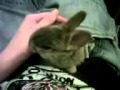 My baby rabbit