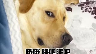 男朋友买了个洗头床，非得让狗子试试(My boyfriend bought a shampoo bed and insisted on letting our dog try it out. by 肉肉說了算 39,627 views 11 months ago 1 minute, 30 seconds