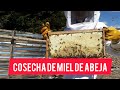 ✔️Cosechando miel de abeja  (2024) #abejas #beekeeping #honey  #beekeeper