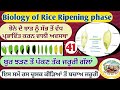 Rice Biology,  Ripening  phase (ਦੋਧੇ ਤੋਂ ਪੱਕਣ ਤੱਕ ਦੀ ਅਵਸਥਾ) Shergill Markhai