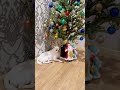 #новыйгод #большая #собака #чихуахуа #максимальный