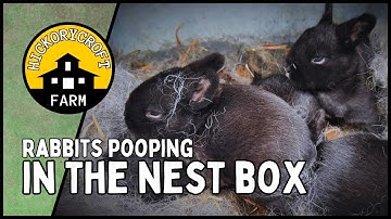 Raising Homestead Meat Rabbits: Rabbit Pooping In The Nesting Box