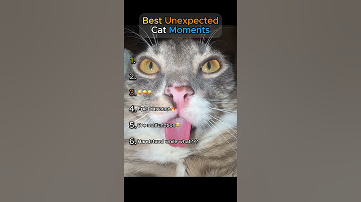 Best Unexpected Cat Moments😹 (TRY NOT TO LAUGH!!)