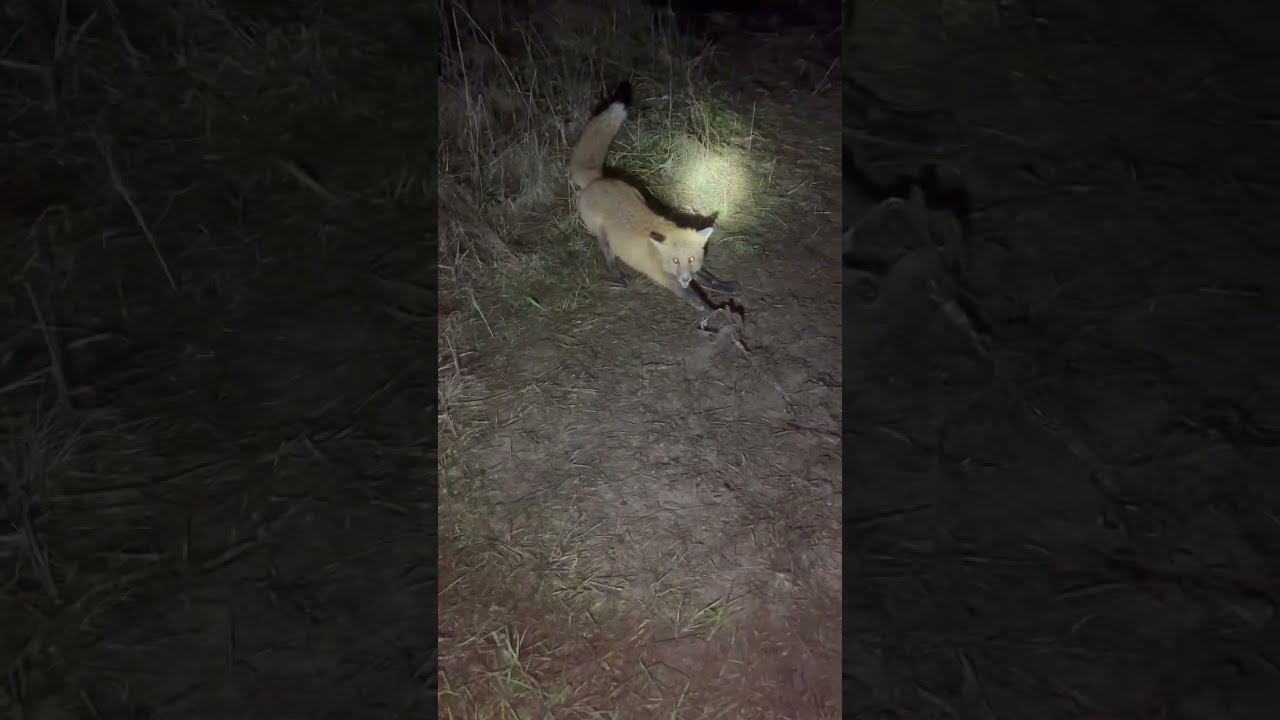 Big Red Fox Caught In A Remake Trapping Redfox