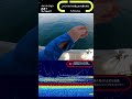 タイラバサビキで潮止まりを乗り切る #タイラバ