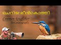 Common kingfisher | Bird photography | Wildlife photography | Canon 5D mark 4 | Tamron 150-600mm G2