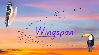 Wingspan Episode 10