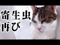 猫の体から駆除したはずの寄生虫が出てきてしまいました