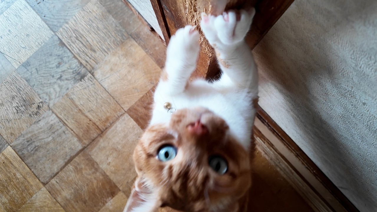雨降ってたって構わん外へ出させろ【侵入した野良仔猫】～家猫修行中～