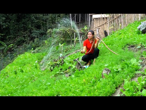 Take care of the vegetable garden, harvest tomato & mustard green to sell. Building farm, Free Life