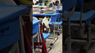 天气凉了,猫咪也来上课了 #中国 #china #萌宠 #猫