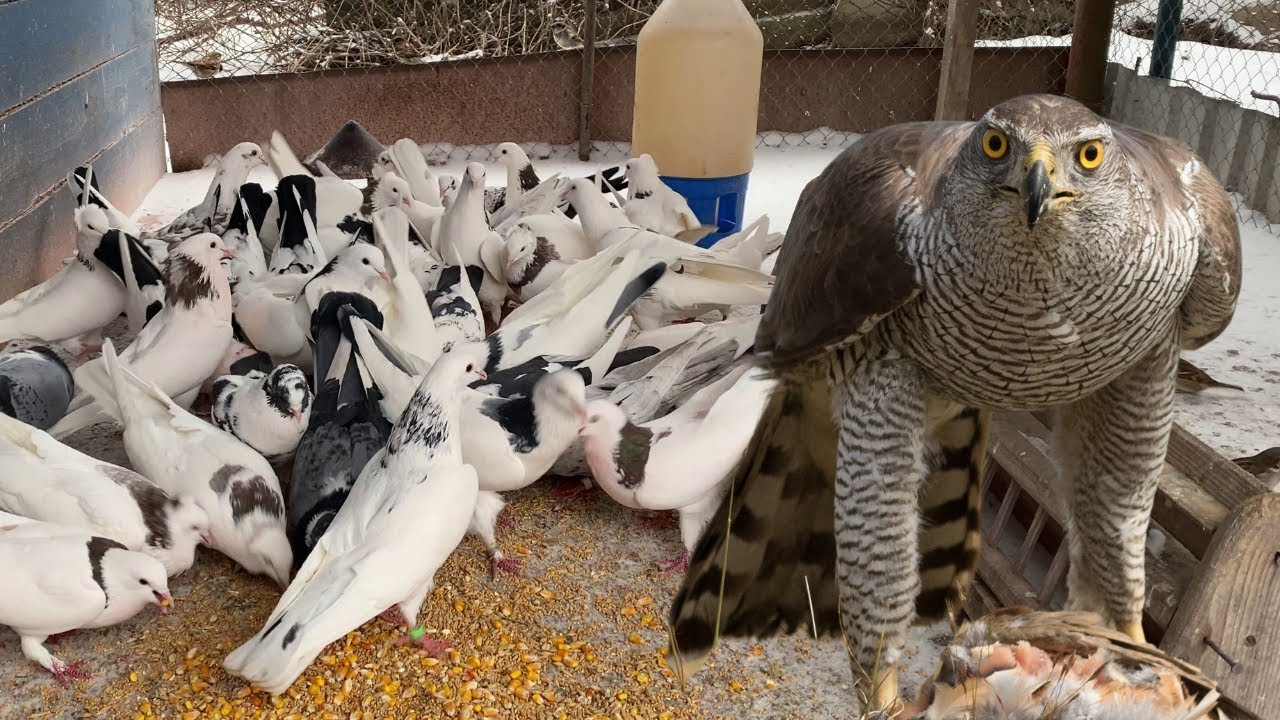 Ястреб в Голубятне! Атаки Каждый День! Смотри до Конца! Зимний Гон 2026