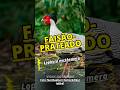 Faisão-prateado (Lophura nycthemera) #aves #birds #natureza #prateado #world #planet