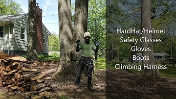 What is an Arborist?