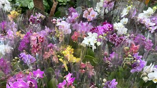ШИКАРНЫЙ завоз орхидей фаленопсисов! Биглипы, мутация орх, мультифлоры из Нидерландов