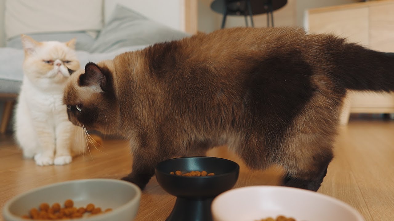 出したら食べる。食べる前には餌の周りを練り歩く猫
