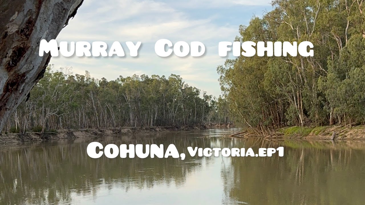 Murray Cod Fishing - YouTube