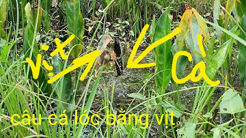 Câu cá lóc bằng vịt # cá táp siêu  #snakehead fishing by duck#Phương fishing , hunting trap # tập 10