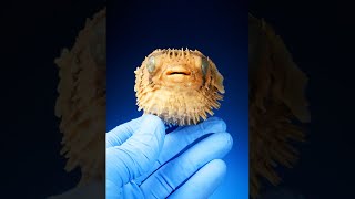 What Are Pufferfish Spines?