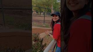Giraffe at Mysore Zoo | Giraffe Family Mysore Zoo Karnataka