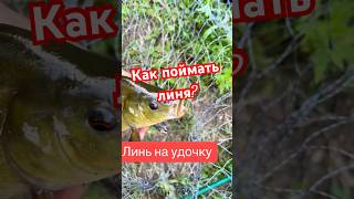 Как поймать линя рыбалка на линя на удочку