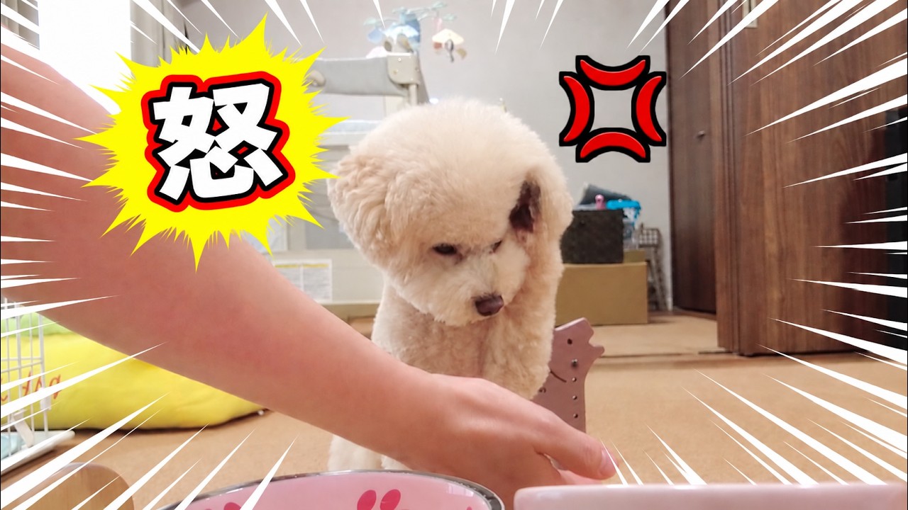 愛犬と久しぶりに女子会したらキレられてしまいました…