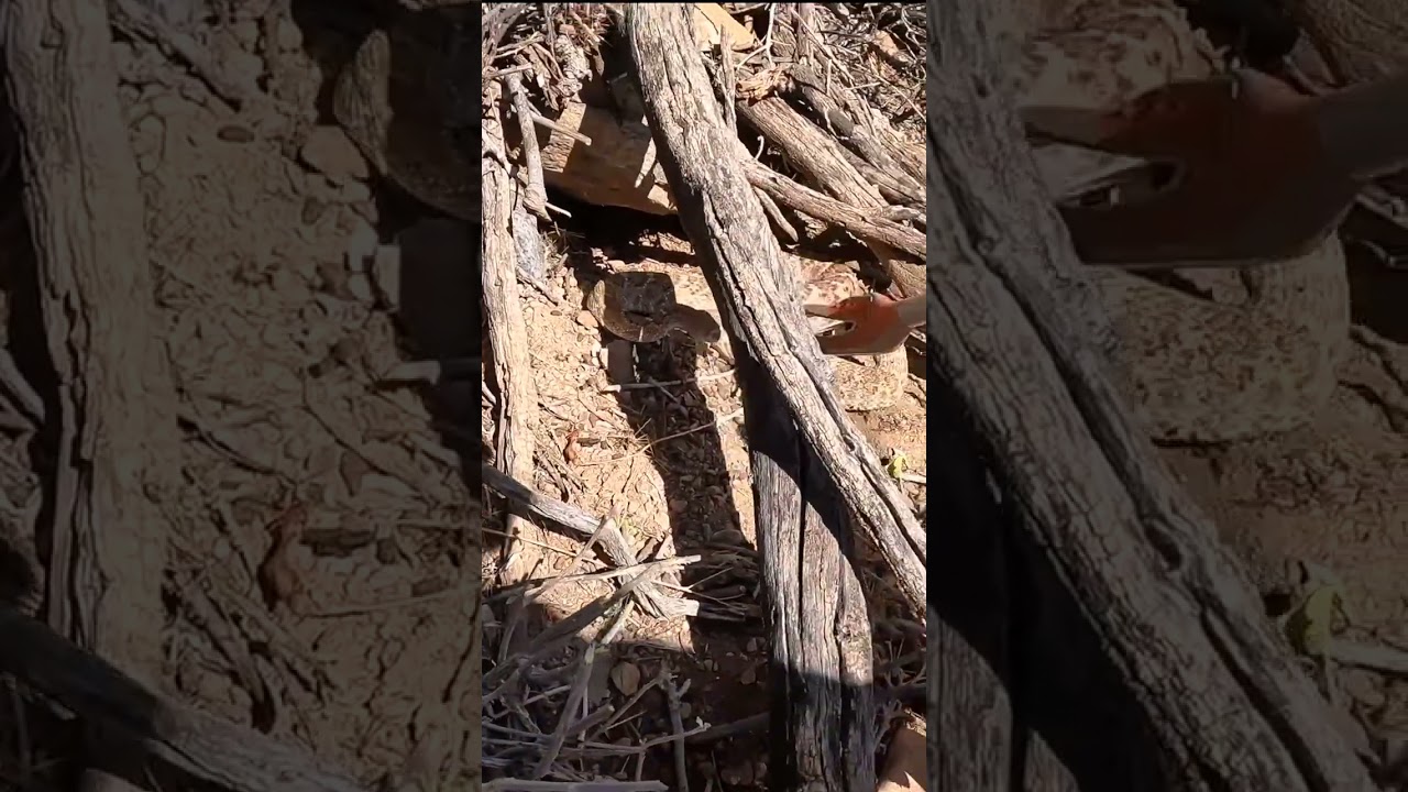 This Rattlesnake Almost Drowned in a Pool