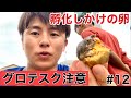 【閲覧注意】孵化しかけのグロテスクな卵を食べる