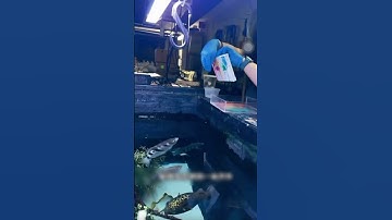 Bạn đã thấy loài cá có thể phun nước như này chưa? #reviewpet #shortvideo #tintuc #funny #cute