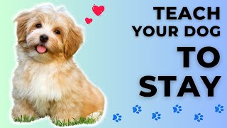 How to Teach your Dog to Stay (A Step-by-Step Process) by Dog Training Advice Tips 297 views 1 month ago 4 minutes, 21 seconds