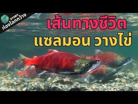 วีดีโอ: ปลาแซลมอนมีชีวิตอย่างไร