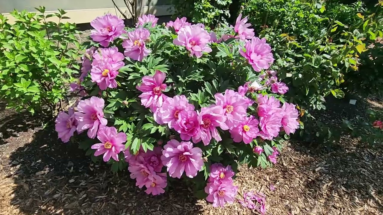 Peony First Arrival 2026 - YouTube