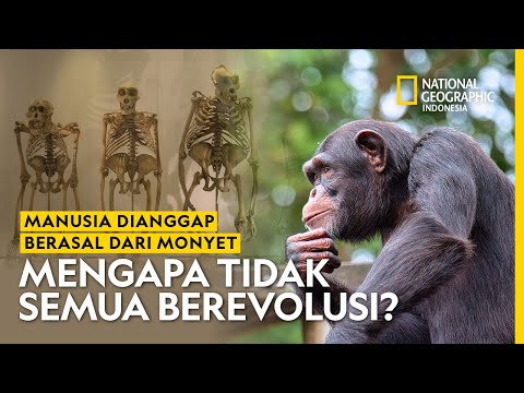 Video: Apakah lemur berevolusi dari monyet?