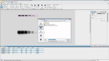 Image Studio 5.0 for C‑DiGit Scanner ‑ Export Data