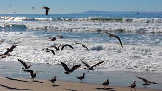 albatross Sound +Ocean Waves Sounds screenshot 4