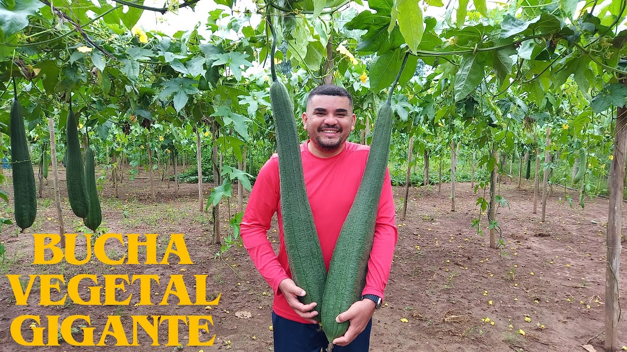 COMO É A PRODUÇÃO DE BUCHA VEGETAL GIGANTE | RAÍZES DO REI