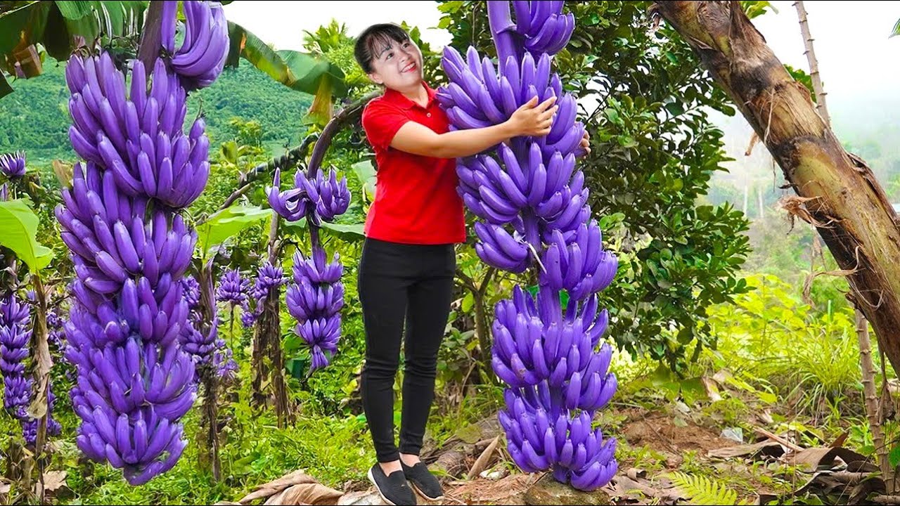 TIMELAPSE – 365 Days Harvesting Lots of Bananas, Use 3-Wheeled Truck to Transport Go to Market Sell