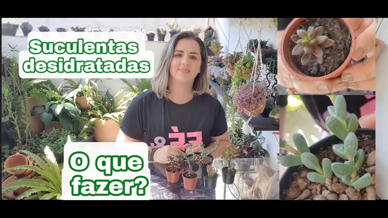 Suculentas desidratadas. O que fazer
