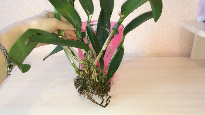 Орхидея каттлея: уход в домашних условиях, размножение, реанимация корней, пересадка (56 фото)