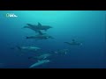 Удивительный, животный мир - Дикая природа - Дельфины. #Документальный фильм.
